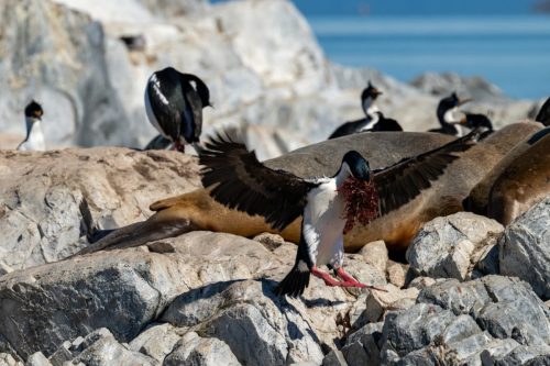 2025 Patagonien 02 Ushuaia Kristin Sporbeck DSC 8405