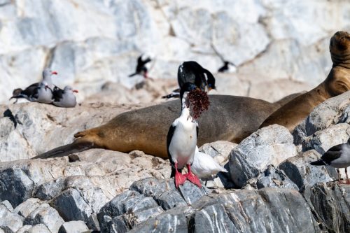 2025 Patagonien 02 Ushuaia Kristin Sporbeck DSC 8413