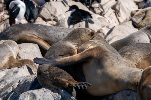 2025 Patagonien 02 Ushuaia Kristin Sporbeck DSC 8497