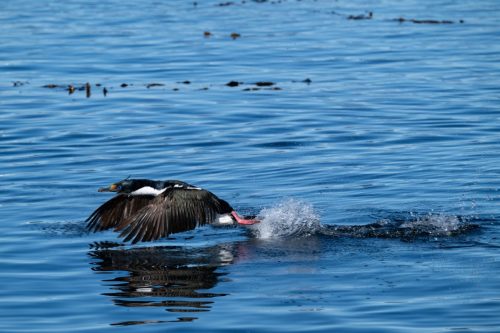 2025 Patagonien 02 Ushuaia Kristin Sporbeck DSC 8543