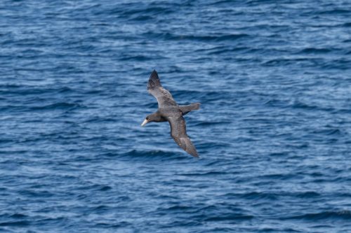 2025 Patagonien 03 Australis Kristin Sporbeck DSC 9191