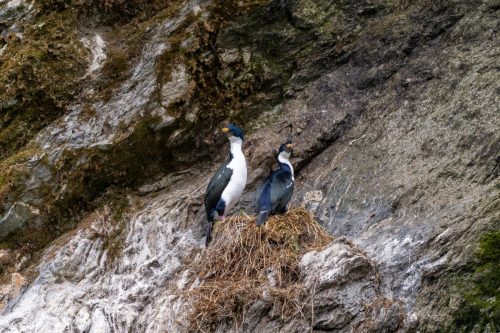 2025 Patagonien 03 Australis Kristin Sporbeck DSC 9689