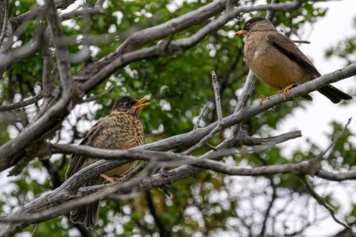 2025 Patagonien 05 Torres del Paine Kristin Sporbeck DSC 0004