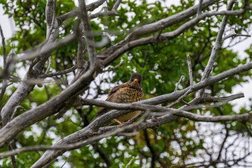 2025 Patagonien 05 Torres del Paine Kristin Sporbeck DSC 0010