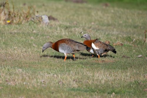 2025 Patagonien 05 Torres del Paine Kristin Sporbeck DSC 0024