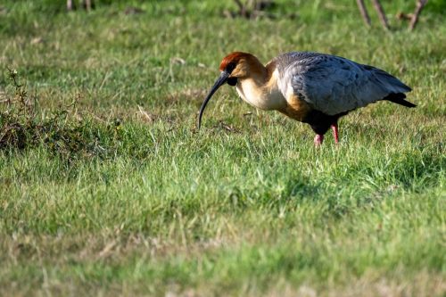 2025 Patagonien 05 Torres del Paine Kristin Sporbeck DSC 0092