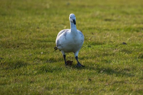 2025 Patagonien 05 Torres del Paine Kristin Sporbeck DSC 0124