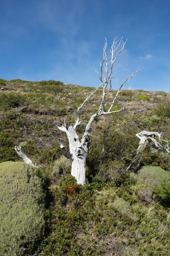 2025 Patagonien 05 Torres del Paine Kristin Sporbeck DSC 0284