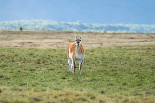 2025 Patagonien 05 Torres del Paine Kristin Sporbeck DSC 0429