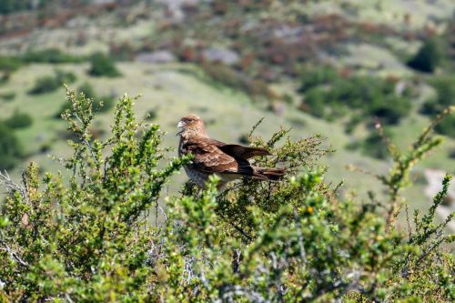 2025 Patagonien 05 Torres del Paine Kristin Sporbeck DSC 0510