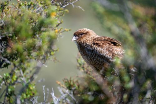 2025 Patagonien 05 Torres del Paine Kristin Sporbeck DSC 0540