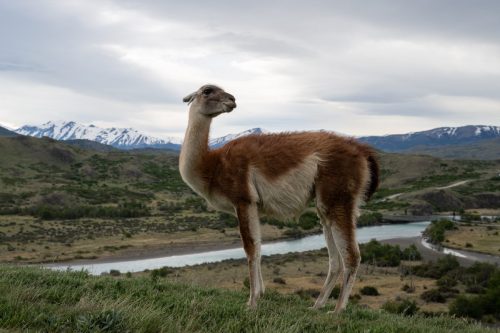 2025 Patagonien 05 Torres del Paine Kristin Sporbeck DSC 0659