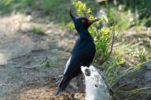 2025 Patagonien 07 El Chalten Kristin Sporbeck DSC 1316