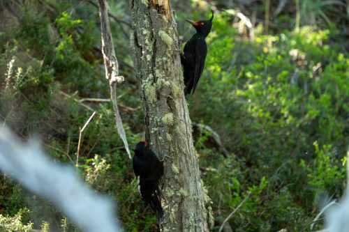 2025 Patagonien 07 El Chalten Kristin Sporbeck DSC 1326