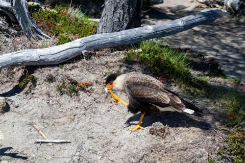 2025 Patagonien 07 El Chalten Kristin Sporbeck DSC 1432