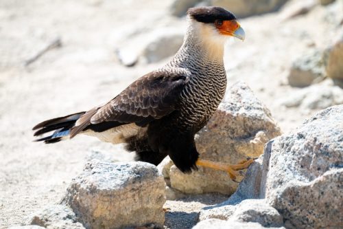 2025 Patagonien 07 El Chalten Kristin Sporbeck DSC 1501
