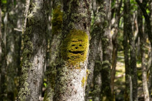 2025 Patagonien 08 Huemel Glacier Kristin Sporbeck DSC 1849