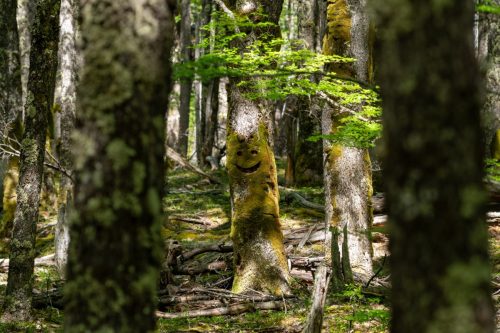 2025 Patagonien 08 Huemel Glacier Kristin Sporbeck DSC 1855