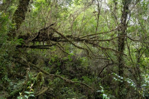 2025 Patagonien 12 Queulat National Park und Futaleufu Kristin Sporbeck DSC 2318