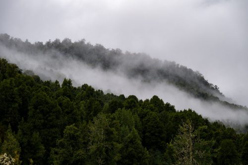 2025 Patagonien 12 Queulat National Park und Futaleufu Kristin Sporbeck DSC 2336