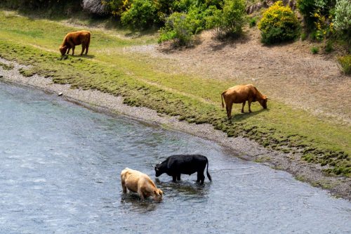 2025 Patagonien 13 Futaleufu National Park Kristin Sporbeck DSC 2519