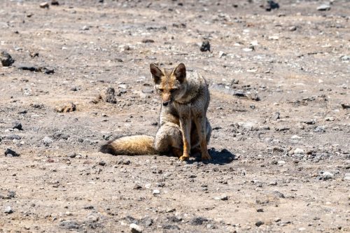 2025 Patagonien 18 Volcano Osorno Kristin Sporbeck DSC 3210