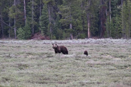 2025 USA Grand Teton Kristin Sporbeck DSC 1862