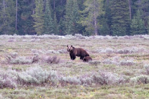 2025 USA Grand Teton Kristin Sporbeck DSC 1913