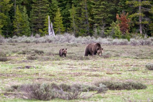 2025 USA Grand Teton Kristin Sporbeck DSC 2245