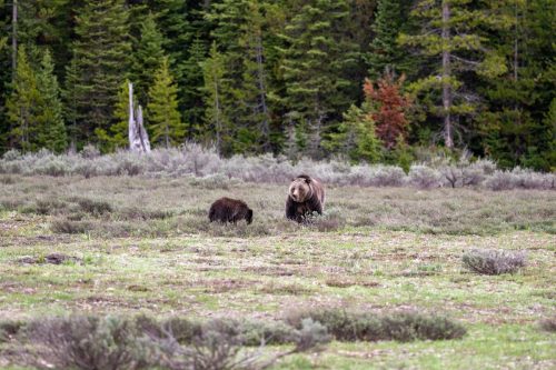 2025 USA Grand Teton Kristin Sporbeck DSC 2261