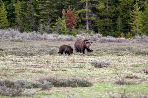 2025 USA Grand Teton Kristin Sporbeck DSC 2281