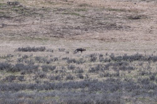 2025 USA Yellowstone Kristin Sporbeck DSC 3823 zoom