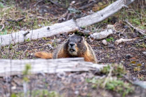 2025 USA Yellowstone Kristin Sporbeck DSC 3880