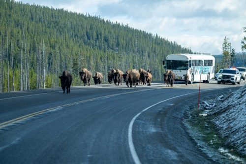 2025 USA Yellowstone Kristin Sporbeck DSC 4071