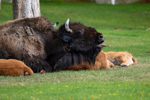 2025 USA Yellowstone Kristin Sporbeck DSC 4191