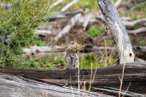 2025 USA Yellowstone Kristin Sporbeck DSC 4297