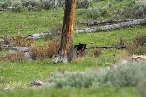 2025 USA Yellowstone Kristin Sporbeck DSC 4388