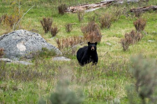 2025 USA Yellowstone Kristin Sporbeck DSC 4443 zoom