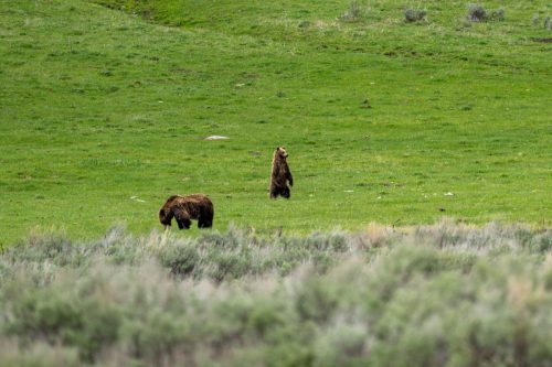 2025 USA Yellowstone Kristin Sporbeck DSC 4566 zoom