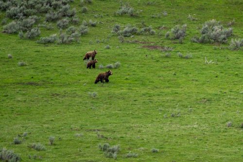 2025 USA Yellowstone Kristin Sporbeck DSC 4586