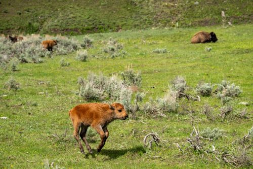 2025 USA Yellowstone Kristin Sporbeck DSC 4635