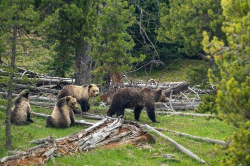 2025 USA Yellowstone Kristin Sporbeck DSC 4975