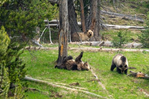 2025 USA Yellowstone Kristin Sporbeck DSC 5075