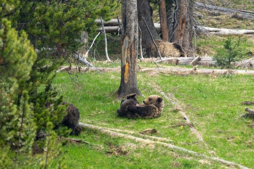 2025 USA Yellowstone Kristin Sporbeck DSC 5089