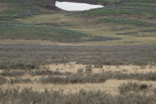 2025 USA Yellowstone Kristin Sporbeck DSC 5312 zoom