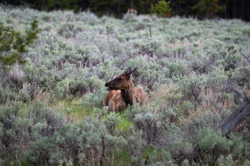 2025 USA Yellowstone Kristin Sporbeck DSC 6265