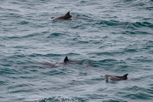 2026 Australien QL Kristin Sporbeck DSC 4889