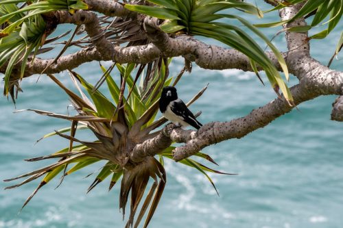 2026 Australien QL Kristin Sporbeck DSC 4961