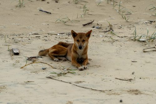 2026 Australien QL Kristin Sporbeck DSC 5131