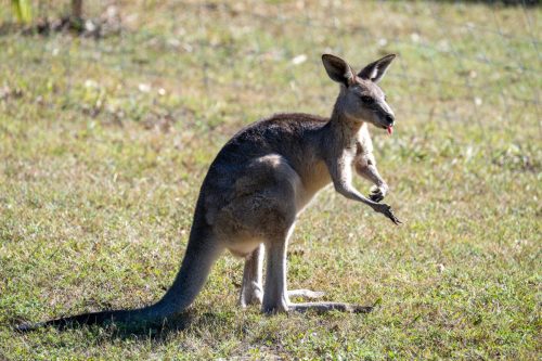 2026 Australien QL Kristin Sporbeck DSC 5931